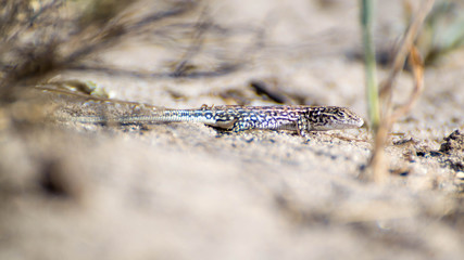 Desert Lizard