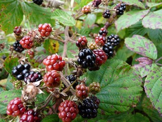 wild brambles blackberries