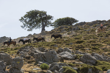 horse rider leading mules with cargo on mountains in Corsica