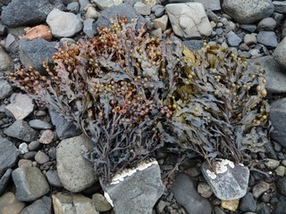 starnded seaweed still attached
