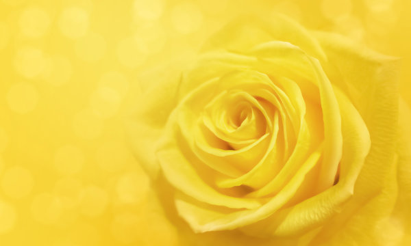 yellow rose and bokeh for soft background use