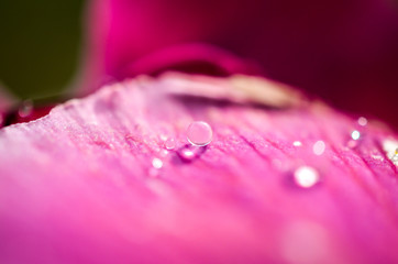 pink flower leave with water drop closeup