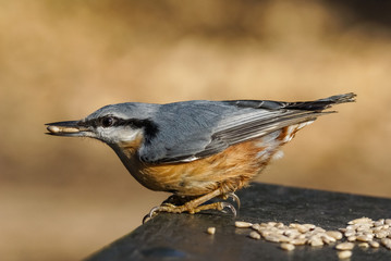 Nuthatch (Sitta europaea)