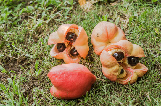 Ackee Fruit