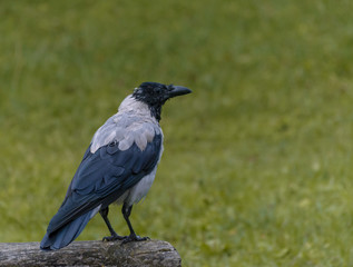 Crow