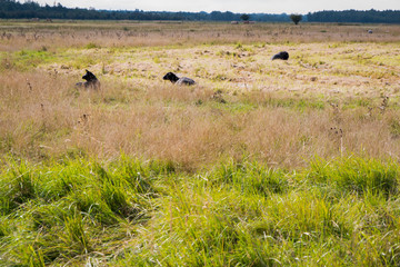 Free Range Black Sheep at Amager Fælled 