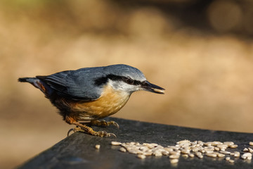Nuthatch (Sitta europaea)