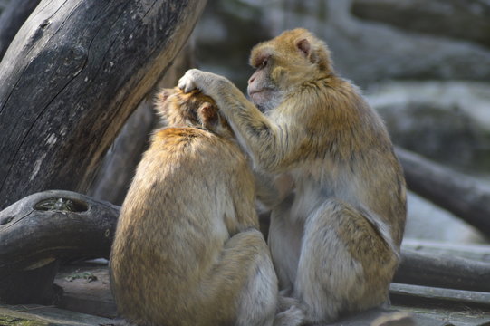 macachi