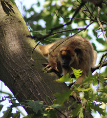 black howler (Alouatta caraya)