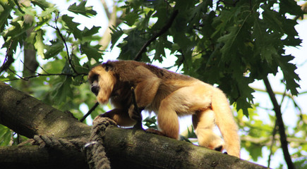 black howler (Alouatta caraya)