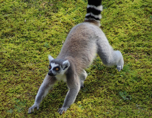Ring tailed lemur