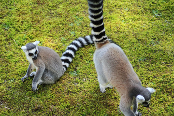 Ring tailed lemur
