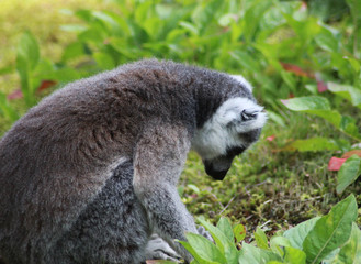 Ring tailed lemur
