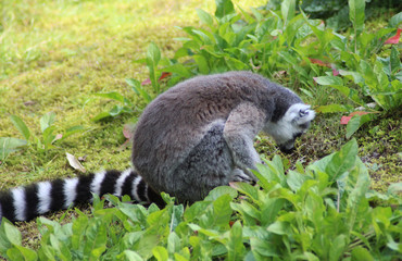Fototapeta premium Ring tailed lemur