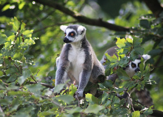 Ring tailed lemur