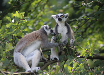 Ring tailed lemur