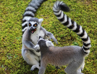 Ring tailed lemur