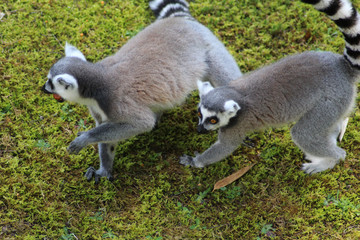Ring tailed lemur