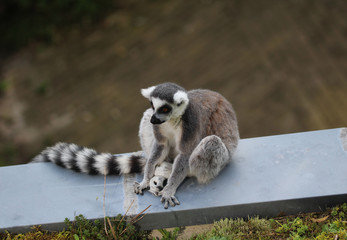 Ring tailed lemur