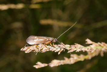 Köcherfliege im Herbst