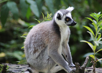 Fototapeta premium Ring tailed lemur
