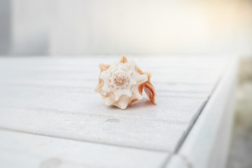 seashell on the wooden floor