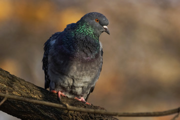Pigeon (Columba Livia)