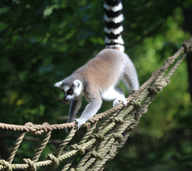 Ring tailed lemur