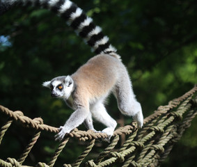 Ring tailed lemur
