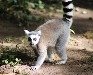 Naklejka premium Ring tailed lemur