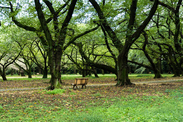木立とベンチ