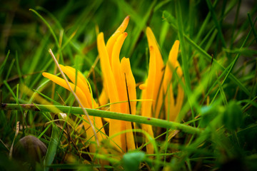 Amazing Yellow Mushrooms at Amager F&aelig;lled