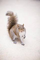 Grey squirrel on a light grey background.