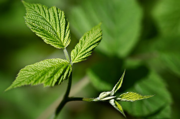 Gentle-green small leaf of raspberry on a green background