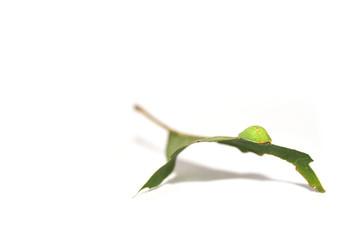 Green creature on the leaf isolated on white background