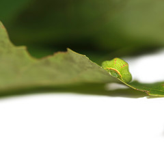 Green creature on the leaf isolated on white background