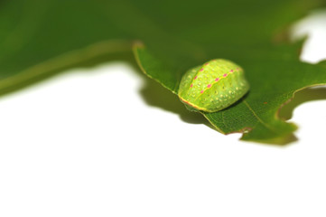 Fototapeta premium Green creature on the leaf isolated on white background
