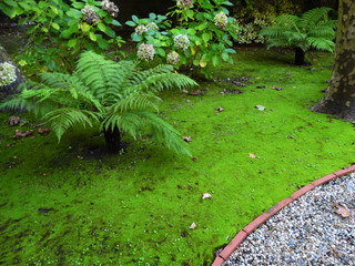 Obraz premium The green Joy Path of Hope