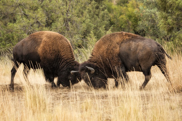Bison Bull Fight