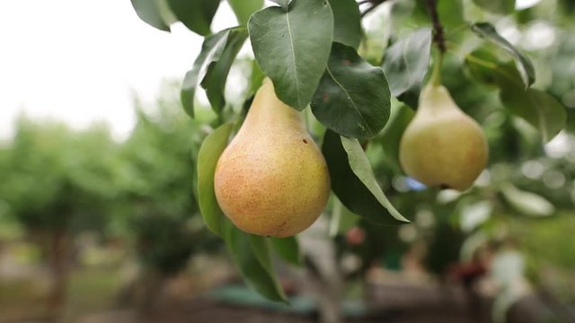 Wind shakes branches with a ripe juicy pear on fruit tree field during the harvest on a rural farm. Agriculture landscape shoot. The concept of a healthy diet. Close-up.