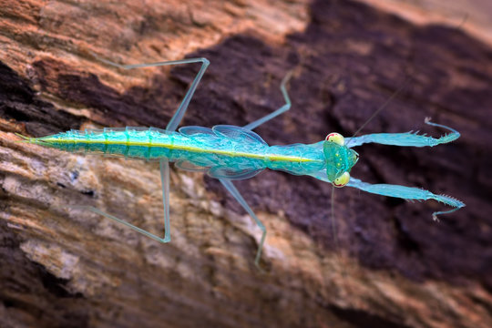 Amazing cyan colorful Tropidomantis mantis macro on wooden subsoil