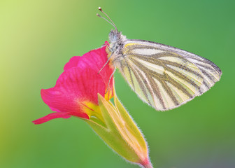 Green Veined White (Pieris napi) polish butterfly macro on Blue Muscari Mill flower in the spring, Natural soft light focus stack outdoor