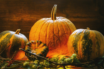 yellow solid crust of pumpkin. on a wooden background. bottomed from below. grass and branches....