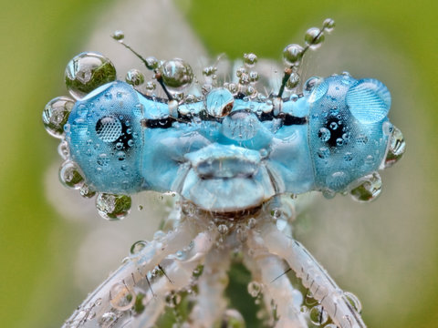 Natural macro of polish blue damselfly with dew, Erythromma lindenii