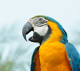 Heat shot of Blue-and-yellow Macaw.