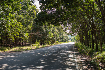 Thailand street thouth nature, province udon thani tropical light and rubber trees beside