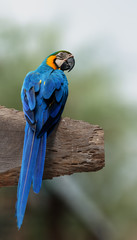The Blue-and-yellow Macaw.