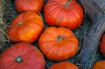 Diverse assortment of pumpkins on a wooden background. Autumn harvest.