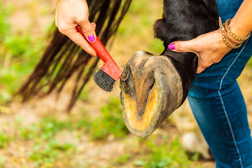Person cleaning horse hoof with hooves