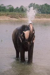Asiatic Elephant having a bath in the river